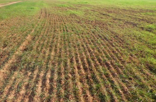 Las OPAS de Castilla y León critican la mayor carestía del seguro agrario sin mejora de coberturas