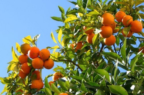 Ligero descenso del aforo citrícola andaluz en la actual campaña 2017/18