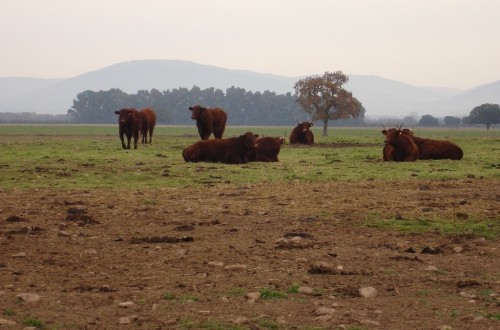 Actualizados los porcentajes de indemnización por sacrificio sanitario obligatorio de animales
