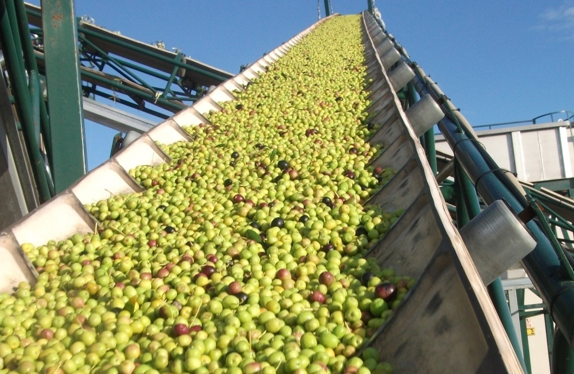 La nueva campaña oleícola viene adelantada con previsión de un 15% menos de aceite