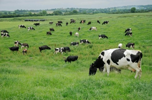 El precio medio declarado de la leche de vaca en origen subió casi un 2% en septiembre