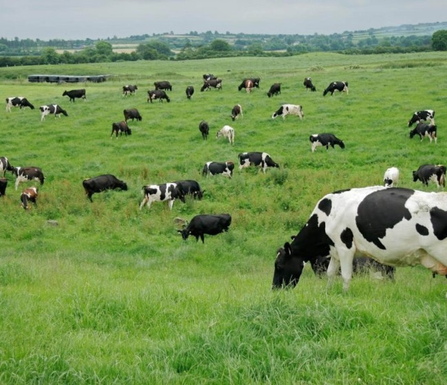 El precio medio declarado de la leche de vaca en origen subió casi un 2% en septiembre