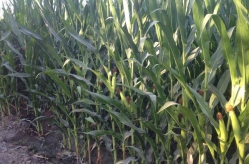 La importación de maíz grano para atender la demanda interna subirá hasta 7,8 Mt  en 2017/18