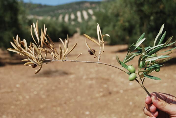 Diagnóstico y etiología de la seca de ramas de olivo (I)