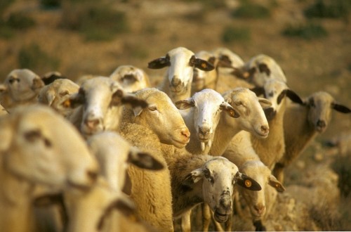 Propuesta de Cooperativas para revertir la caída de precios de la leche de oveja en 2018