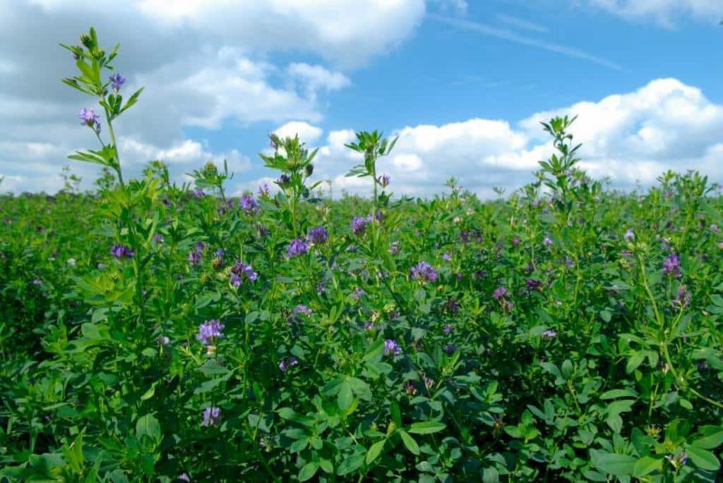 Quince países de la UE anticiparán hasta un 70% los pagos PAC 2017 por problemas agroclimáticos