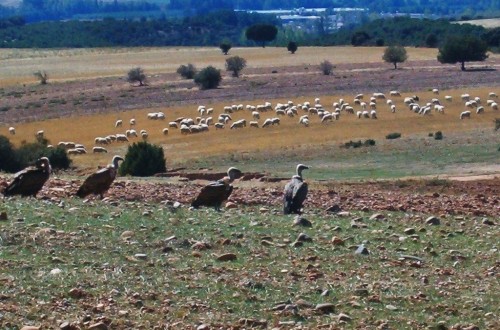 Las CC.AA. piden 1.877,6 M€ de anticipos de pagos directos de la PAC 2017 en la primera semana