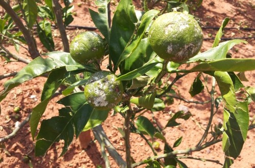ENESA aprueba el proyecto del 39º Plan de Seguros Agrarios 2018 con 211,3 M€ para ayudas