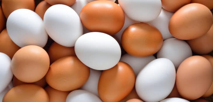 Casi 1.200 granjas y 44 millones de gallinas forman el sector español del huevo