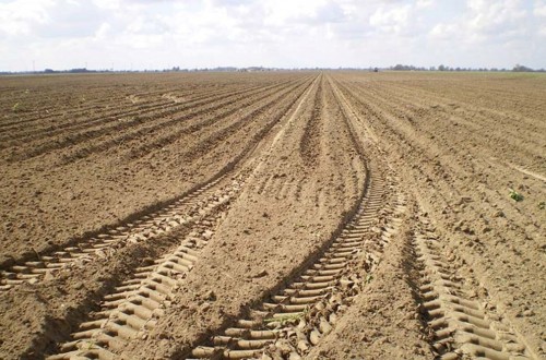 Arranque pésimo de la nueva campaña de siembras de cereal y colza en Castilla y León