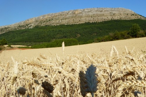 La CE prevé una cosecha de cereales 2017/18 inferior a la media del último quinquenio
