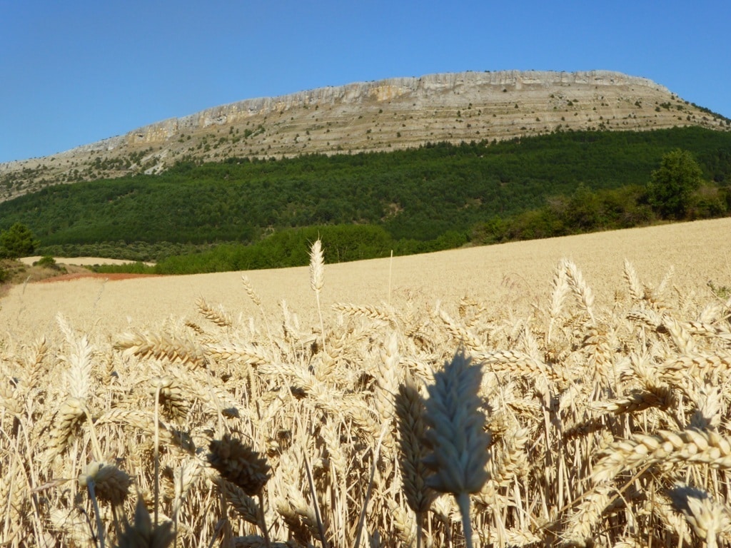 La CE prevé una cosecha de cereales 2017/18 inferior a la media del último quinquenio