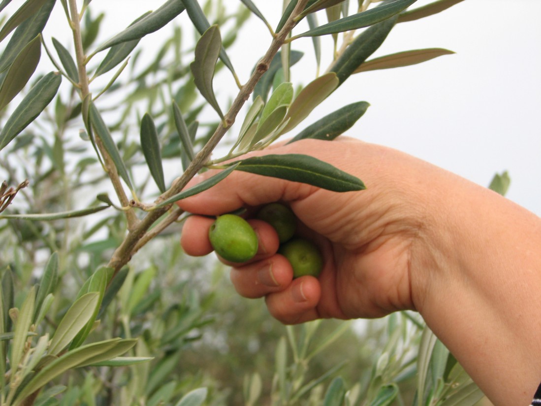 ¿Por qué necesitamos un seguro agrario?