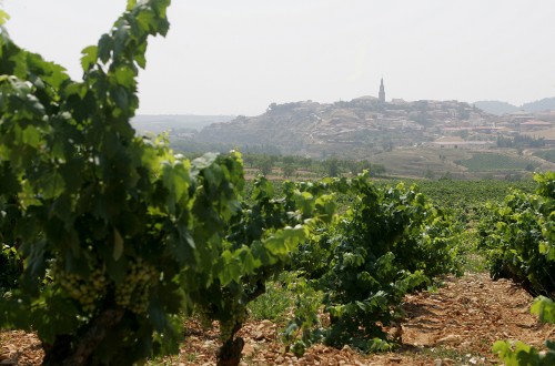 El proyecto “Go_Bigdata _Vino” aumentará la calidad de la uva reduciendo el uso de agua, fertilizantes y energía