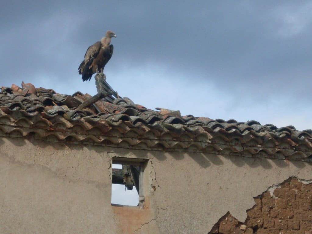 Los pagos directos de la PAC al agro alcanzaron casi 5.620 M€ en el ejercicio financiero de 2017