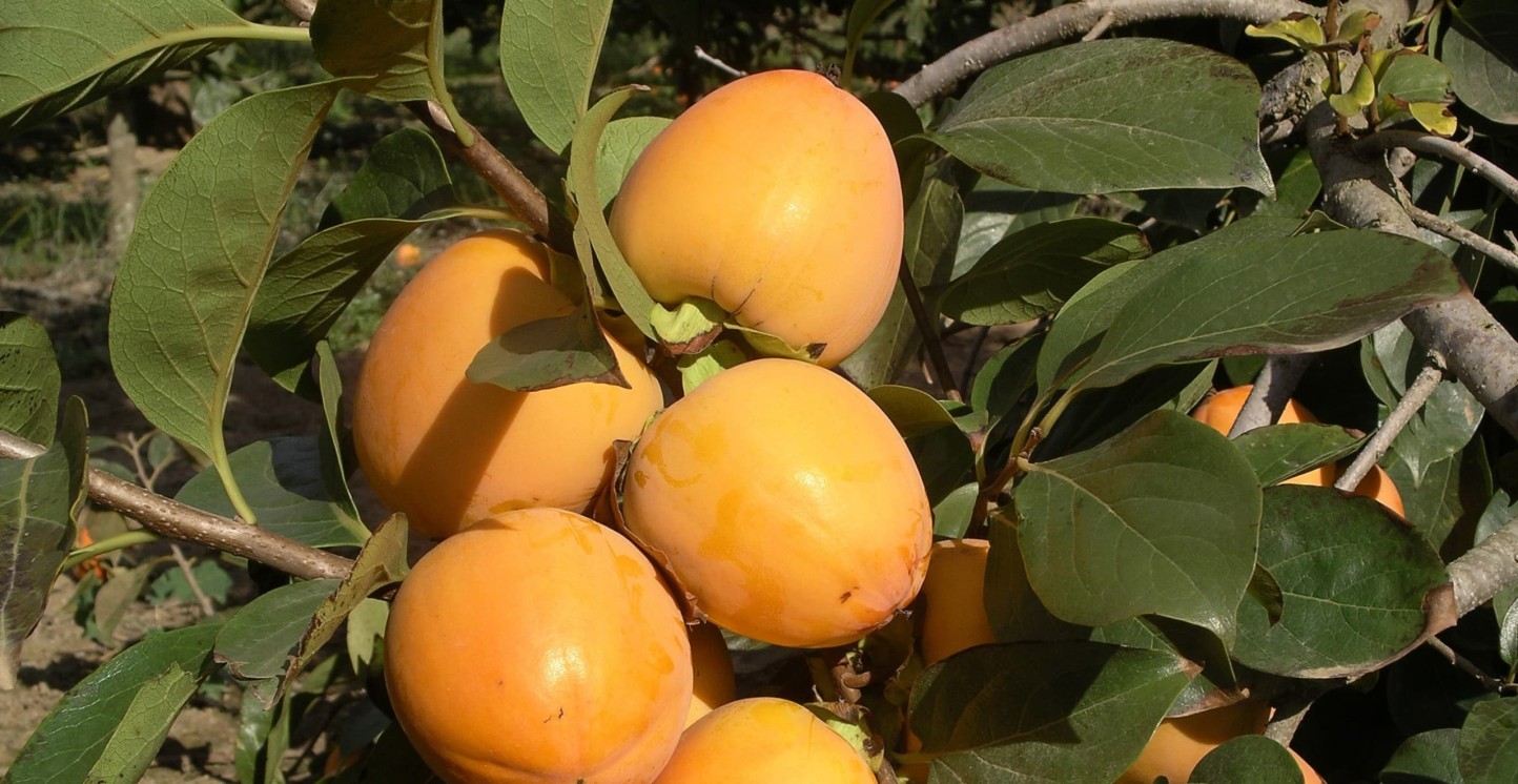 Los precios de caqui en el campo se sitúan por primera vez en su historia por debajo del coste de producción