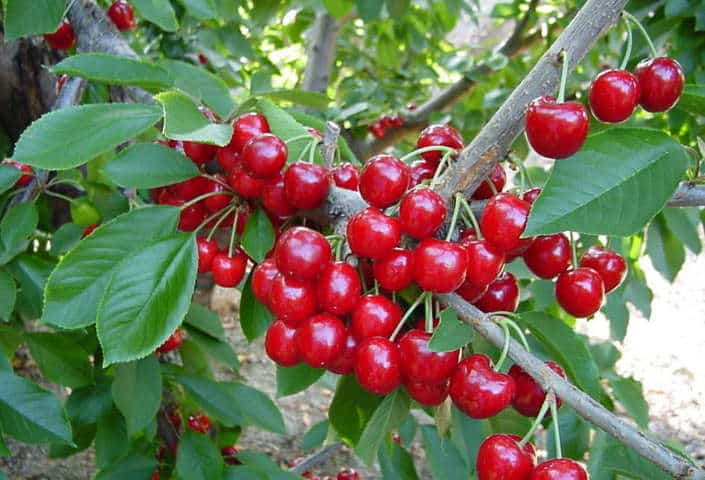 Aepla alerta de la falta de soluciones fitosanitarias que protejan el cultivo del cerezo