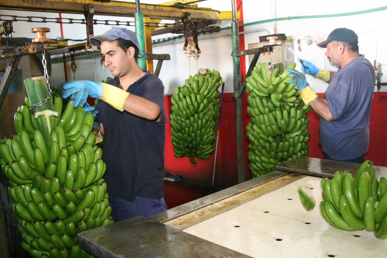 El Congreso aprueba medidas de apoyo a la actividad productiva del plátano de Canarias