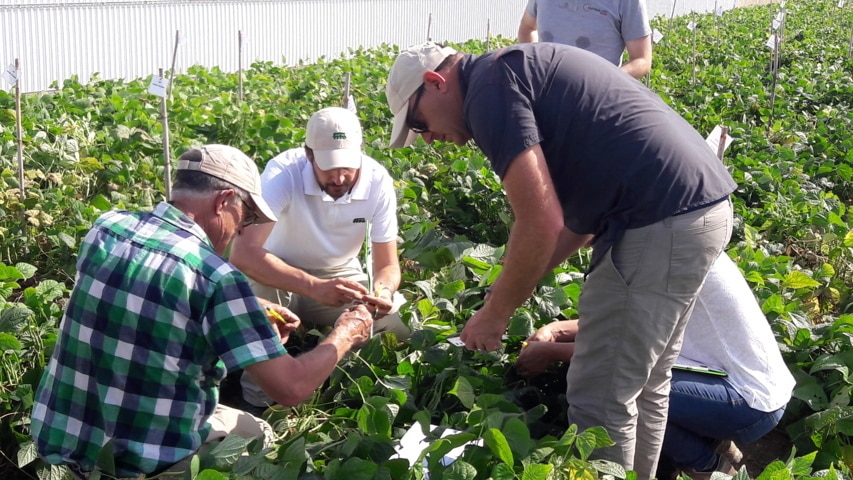 Semillas Fitó adquiere el programa de mejora de judías de Basin Seed