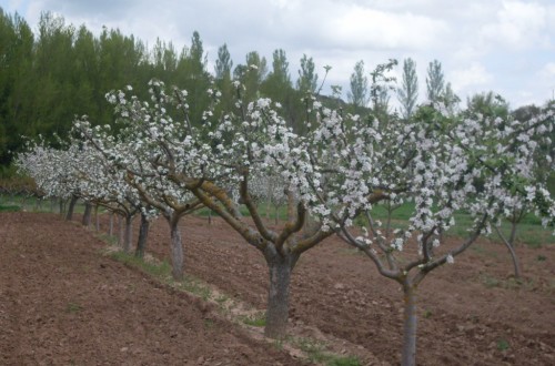 El Mapama insiste en anticipar y aprovechar las oportunidades del mercado exterior en fruta de pepita
