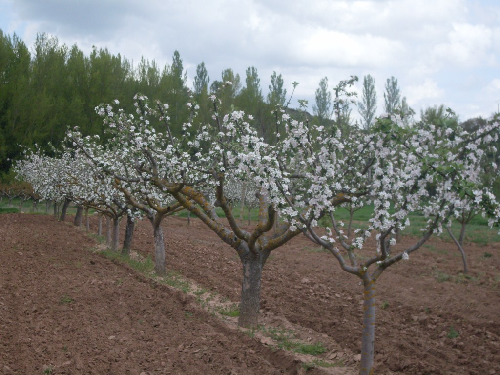 El Mapama insiste en anticipar y aprovechar las oportunidades del mercado exterior en fruta de pepita