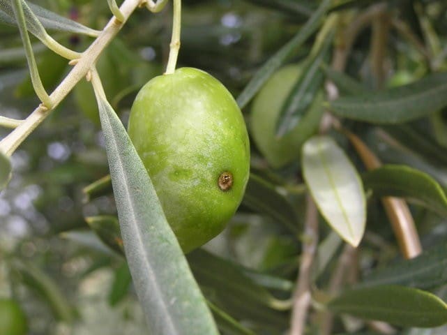 mosca del olivo