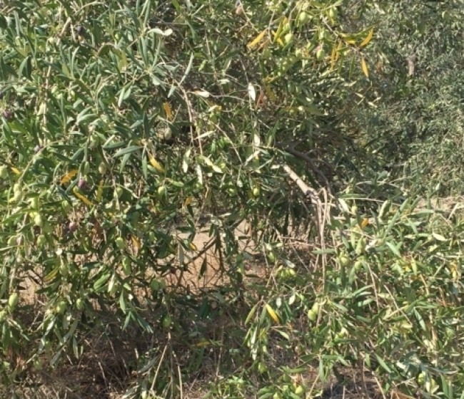 Diagnóstico y etiología de la seca de ramas de olivo (II)