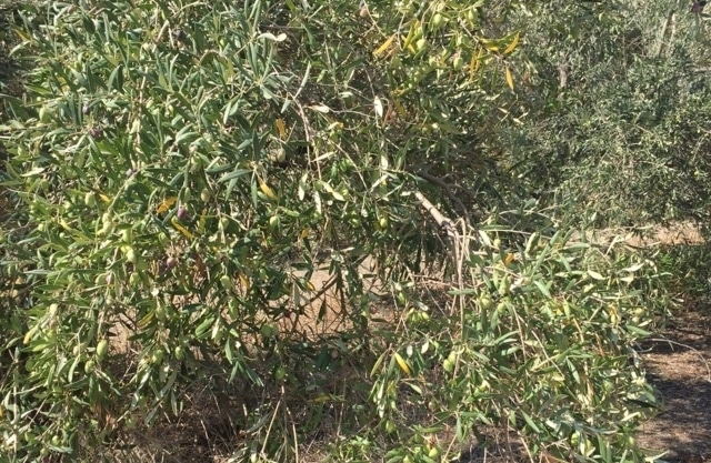Diagnóstico y etiología de la seca de ramas de olivo (II)