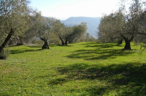 Acuerdo en la UE sobre la futura nueva normativa comunitaria de agricultura ecológica