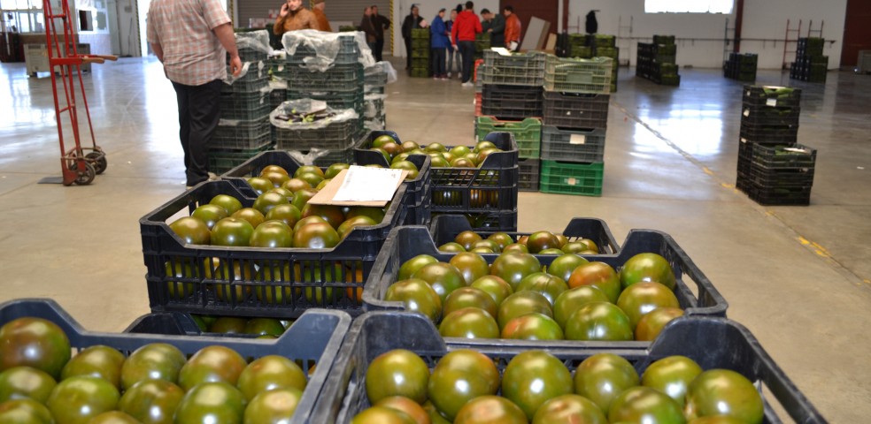 precios hortofruticola