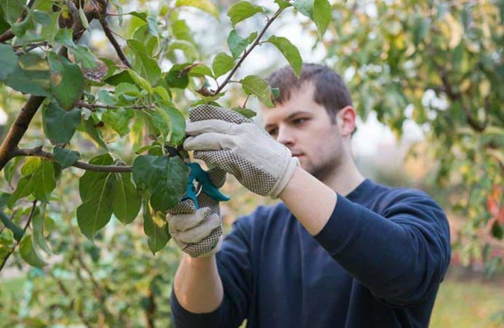 Casi 1.500 jóvenes piden ayudas para incorporarse al agro en Castilla y León