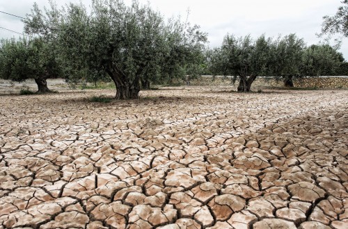 La Ley de Seguros Agrarios Combinados celebra su 40º aniversario. Por Jaime Lamo de Espinosa