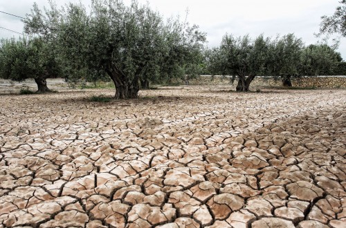 Castilla-La Mancha aprobará próximamente 9 millones para facilitar la contratación de seguros agrarios