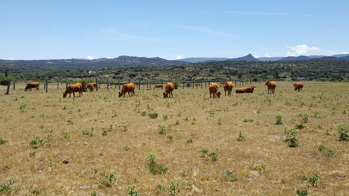 Visto bueno al Plan de Seguros Agrarios 2018, con 211,3 M€ de subvención para contratar pólizas