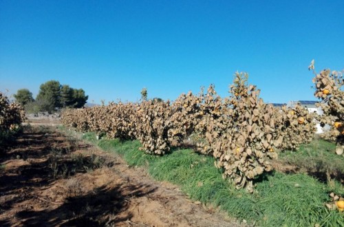 Agroseguro prevé hasta 20 M€ de indemnización por daños de helada en cultivos a principios de diciembre