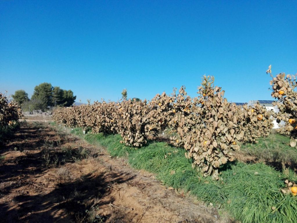 Agroseguro prevé hasta 20 M€ de indemnización por daños de helada en cultivos a principios de diciembre