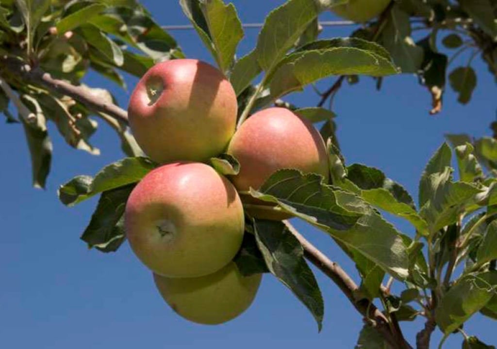 Cooperativas Agro-alimentarias prevé un incremento del 28% en la cosecha española de manzana