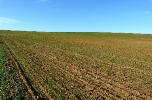Más de 750 M€ de indemnizaciones por la elevada siniestralidad en el campo en 2017