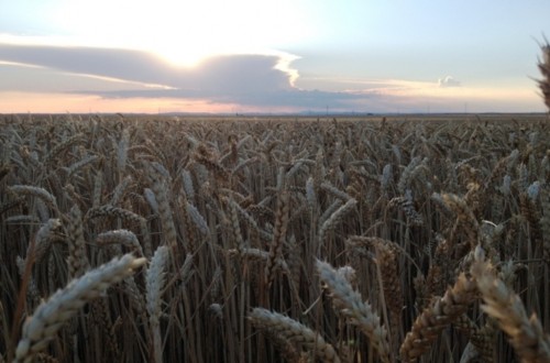 Aprobado el capítulo agrícola del Reglamento “Ómnibus”, en vigor desde el 1 de enero de 2018