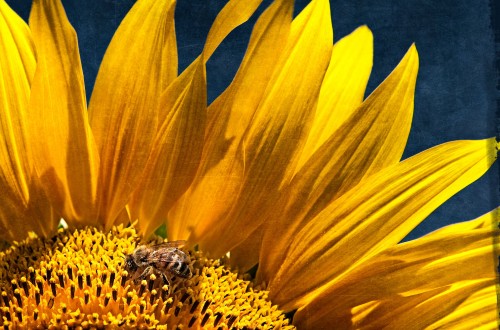 80 organizaciones europeas exigen la prohibición total de los insecticidas dañinos para las abejas
