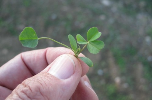 ¿Cuánto tiempo debe pasar entre dos cultivos sucesivos de alfalfa?
