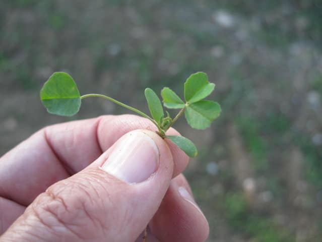 ¿Cuánto tiempo debe pasar entre dos cultivos sucesivos de alfalfa?