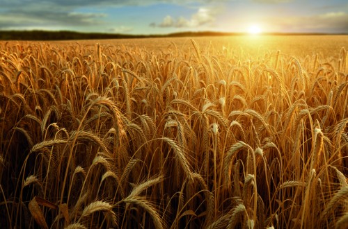 Agroseguro recuerda que el 20 de diciembre finaliza el plazo para asegurar el viñedo y los cultivos herbáceos