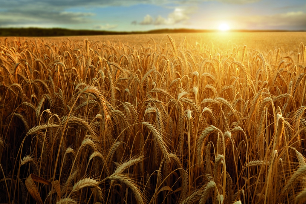 Agroseguro recuerda que el 20 de diciembre finaliza el plazo para asegurar el viñedo y los cultivos herbáceos