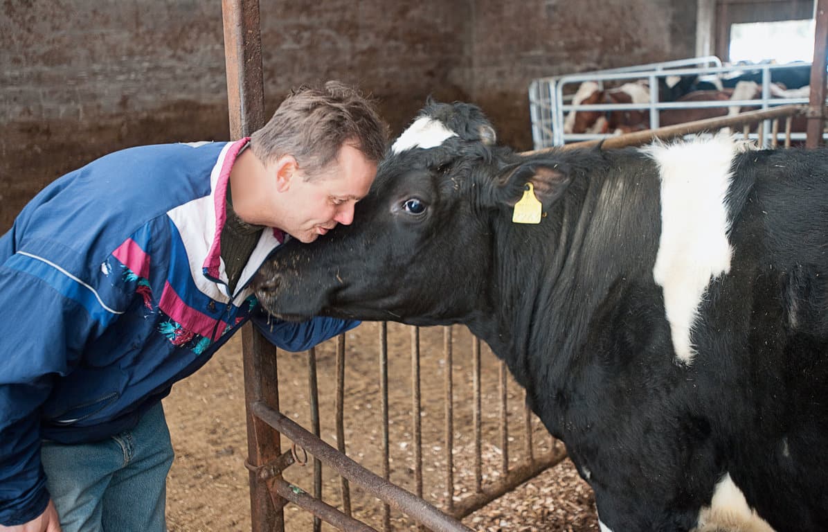 El precio medio de la leche de vaca en origen volvió a subir en octubre, hasta 0,328 €/litro