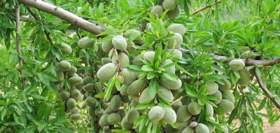 Asaja Granada denuncia el abandono del sector de frutos secos tras quedar excluido de las ayudas por sequía