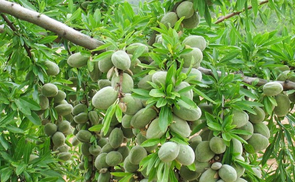 Asaja Granada denuncia el abandono del sector de frutos secos tras quedar excluido de las ayudas por sequía