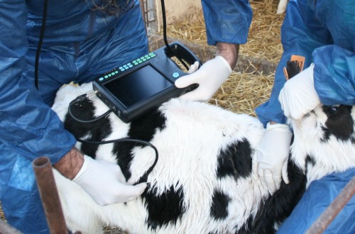 Neosporosis en ganado bovino