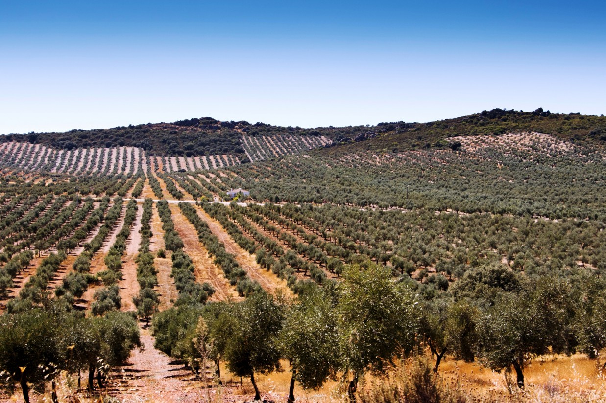 Cooperativas Agro-alimentarias de Andalucía impulsa la competitividad del sector agroalimentario