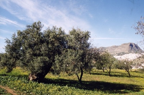 La producción nacional de aceite de oliva se aceleró en noviembre con 192.000 toneladas